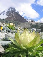 天山、雪蓮花渾然天成