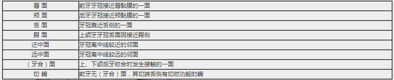 牙體解剖的應(yīng)用名詞及解剖標(biāo)志