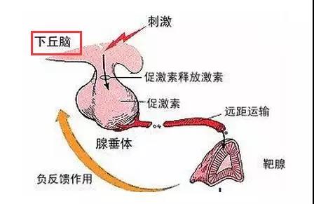 腺垂體功能減退癥