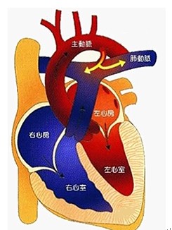 循環(huán)系統(tǒng)疾病病人的護理