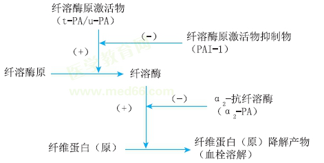 纖溶過(guò)程