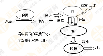 《中藥學(xué)綜合知識(shí)與技能》的藏象