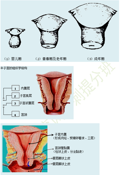 女性生殖系統(tǒng)