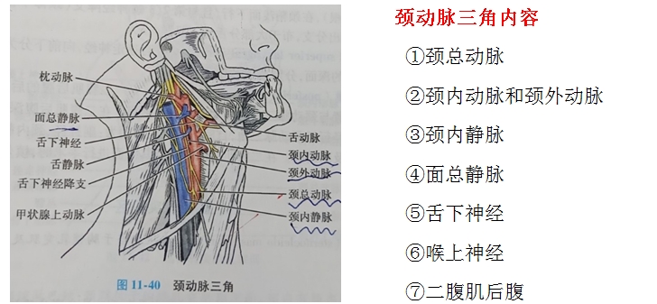 口腔解剖生理學