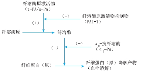 纖溶過程