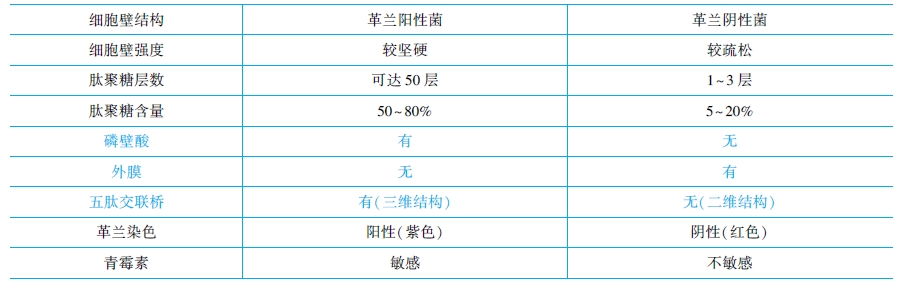 革蘭氏陽性菌與陰性菌結(jié)構(gòu)特點(diǎn)