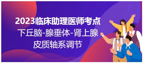 2023臨床助理醫(yī)師考點(diǎn)；下丘腦-腺垂體-腎上腺皮質(zhì)軸系調(diào)節(jié)