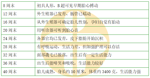 胎兒不同時(shí)段發(fā)育特征